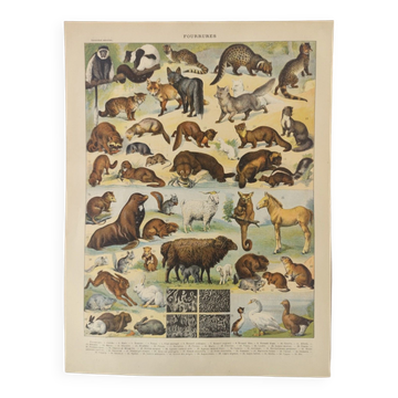 Antique print • Furbearing animals (1) • Original vintage poster from 1909