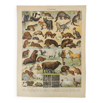 Antique print • Furbearing animals (1) • Original vintage poster from 1909