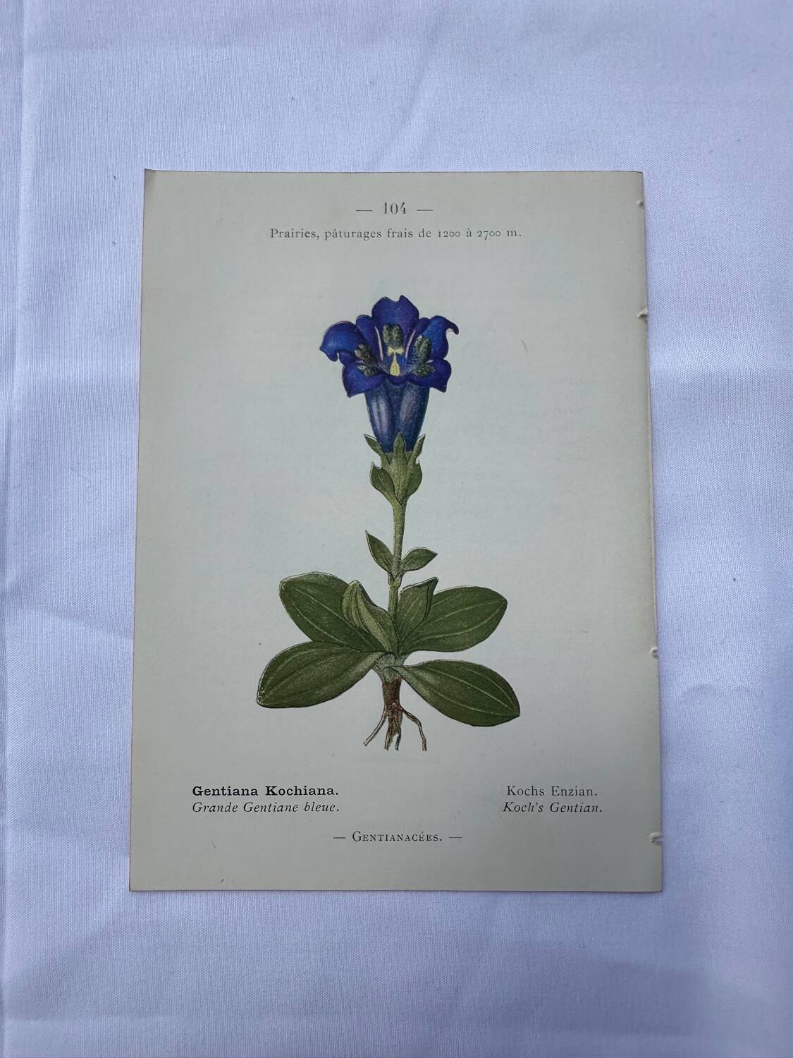 Botanical plate France 1800 vintage naturalist engraving double-sided