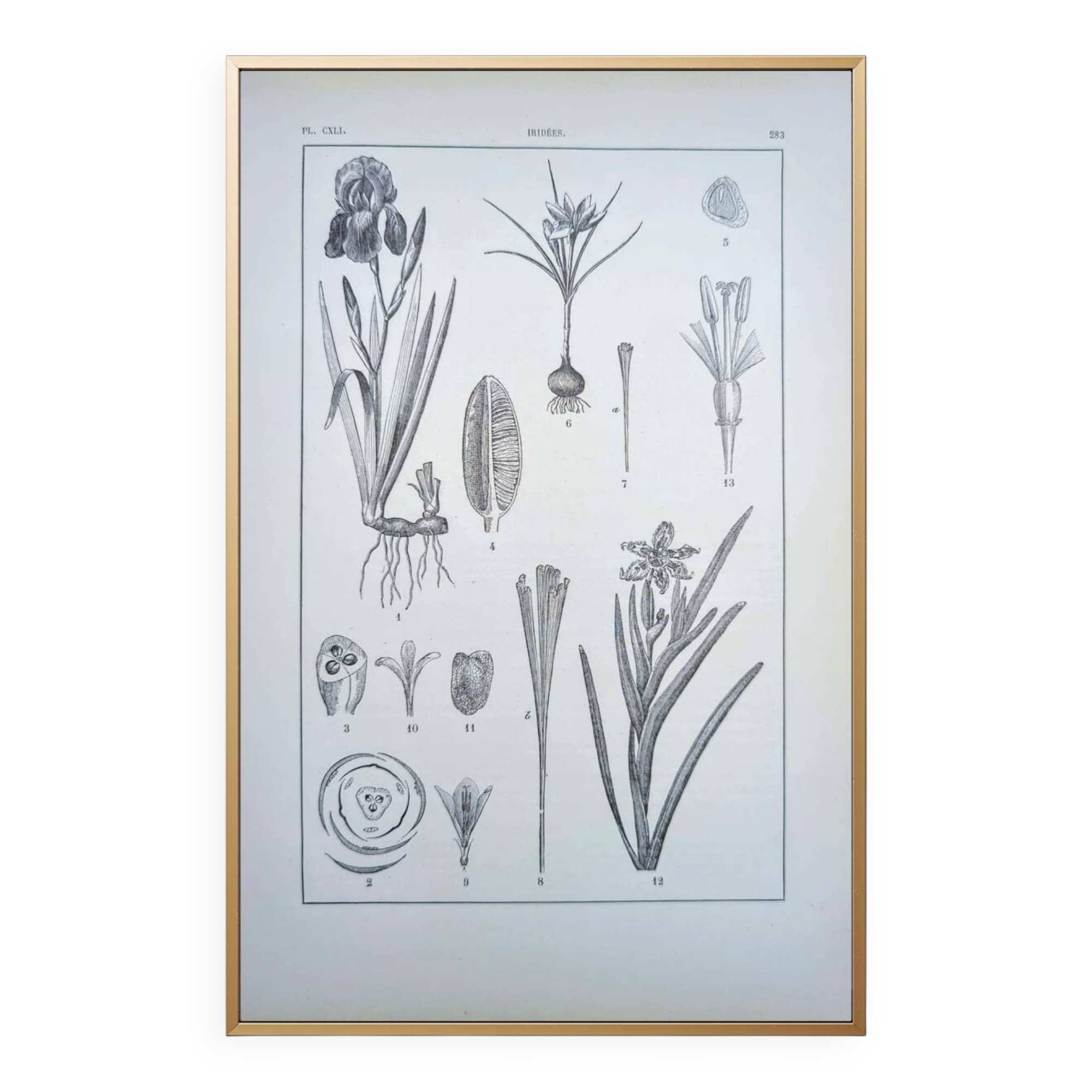 Printed in 1889, the Iridaceae (Iridaceae). Old botanical plate.