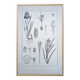 Printed in 1889, the Iridaceae (Iridaceae). Old botanical plate.