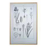 Printed in 1889, the Iridaceae (Iridaceae). Old botanical plate.