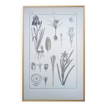 Printed in 1889, the Iridaceae (Iridaceae). Old botanical plate.