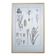 Printed in 1889, the Iridaceae (Iridaceae). Old botanical plate.