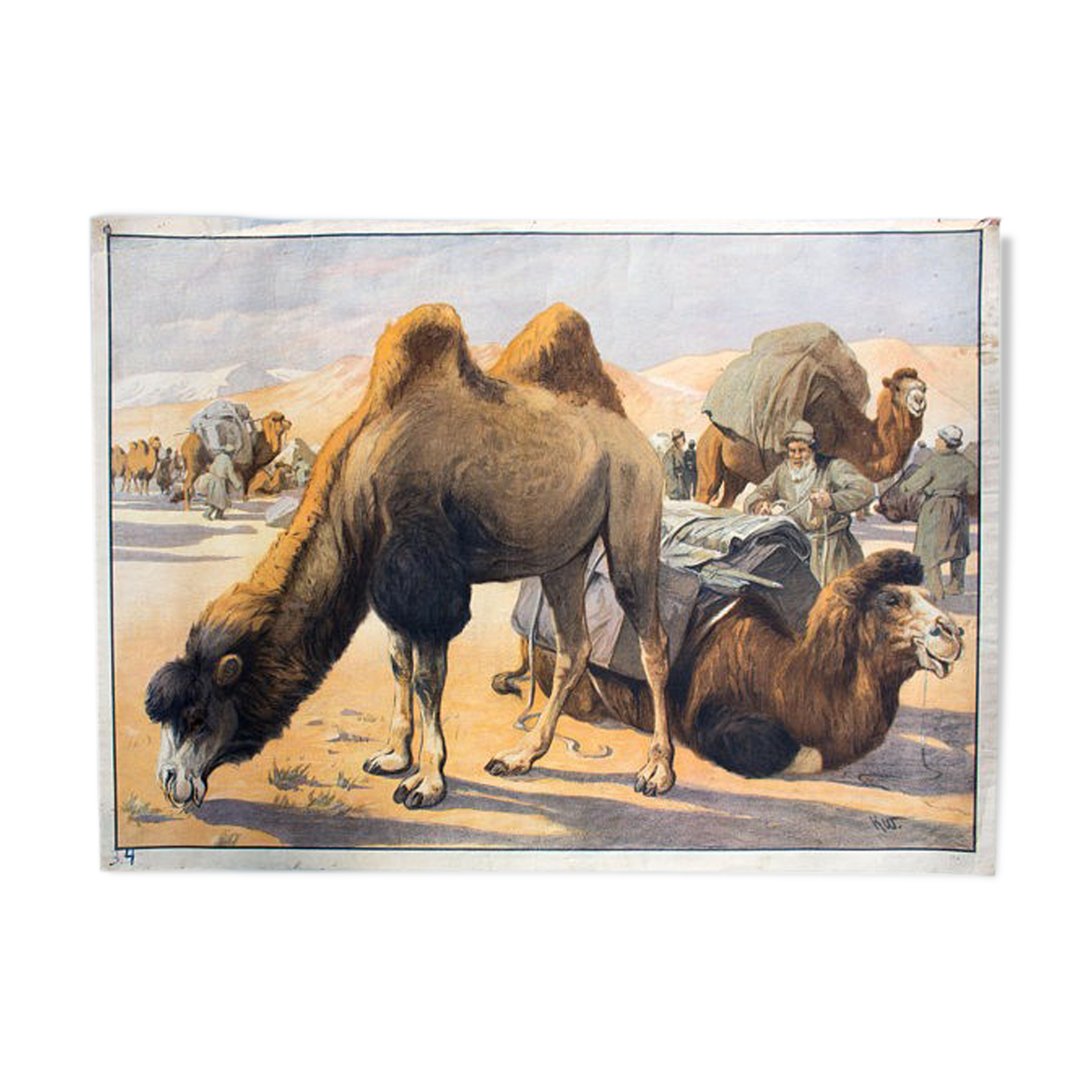 Educational camel poster 1891