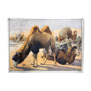 Affiche de chameau éducatif 1891