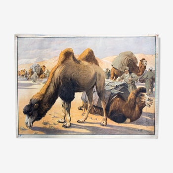 Educational camel poster 1891