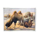 Educational camel poster 1891