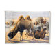 Educational camel poster 1891