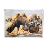 Affiche de chameau éducatif 1891