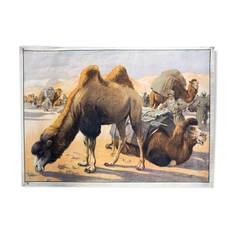 Educational camel poster 1891