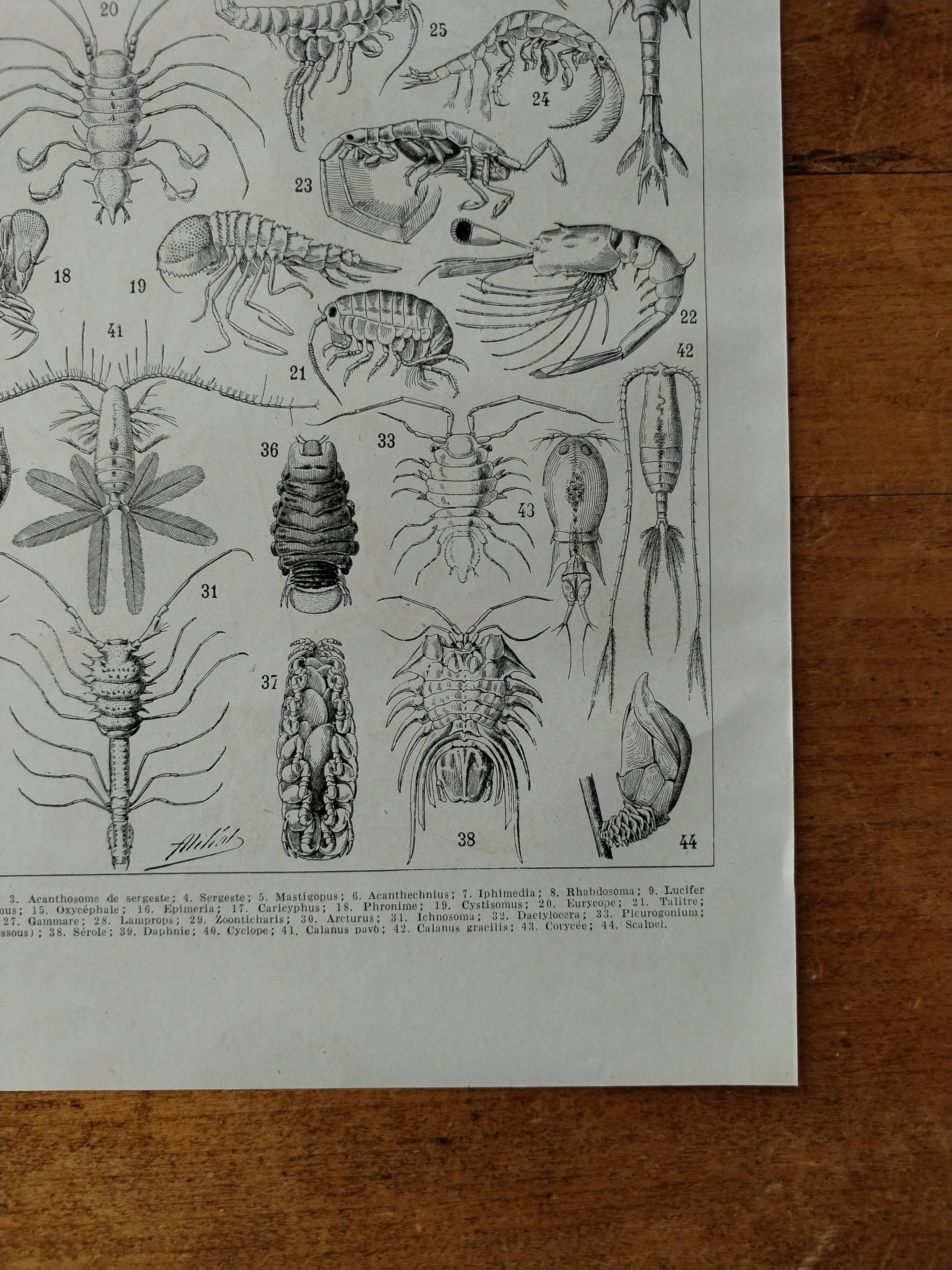 Original lithograph on crustaceans