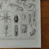 Original lithograph on crustaceans