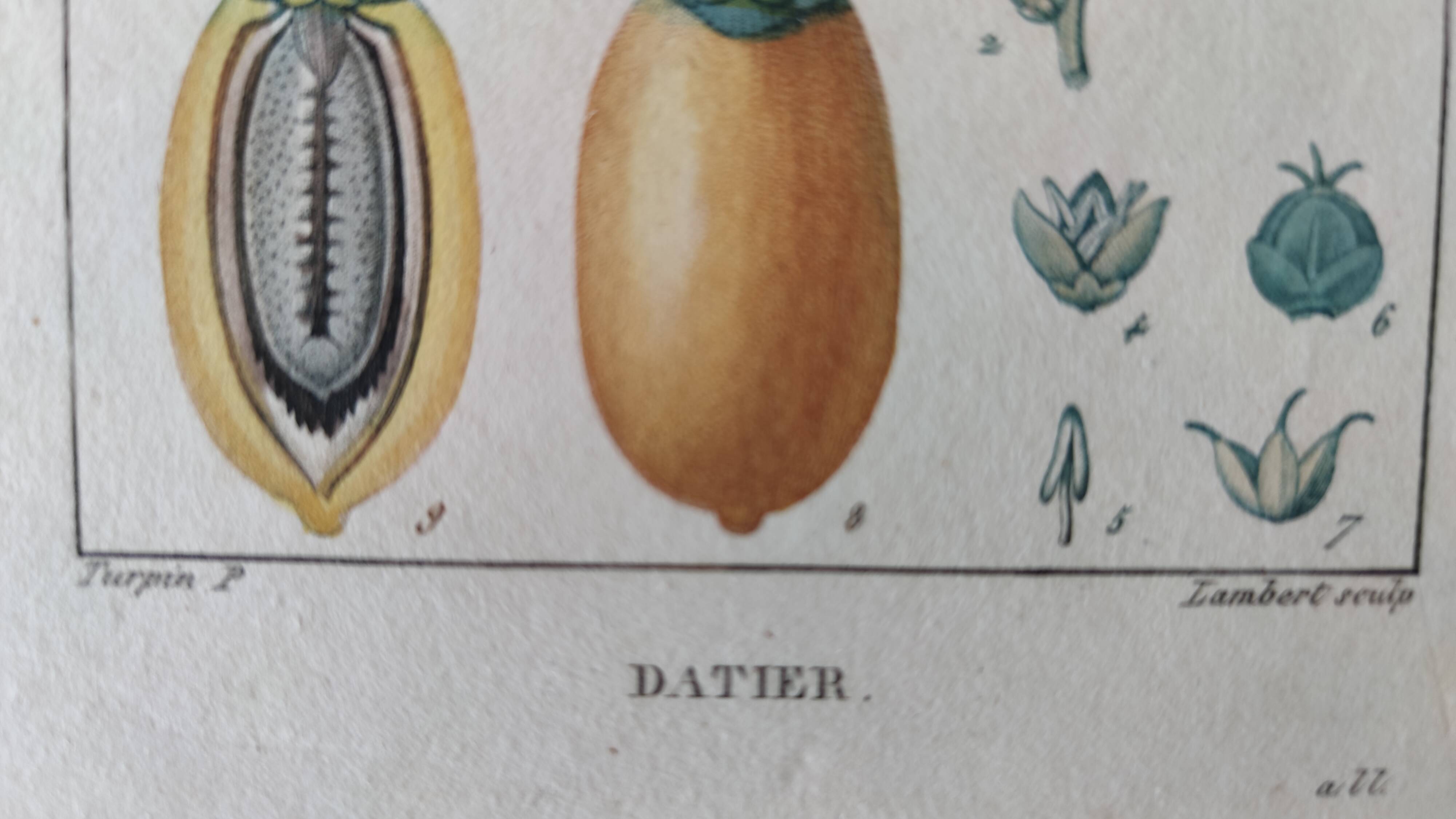 Datier framed botanical engraving by Turpin circa 1800