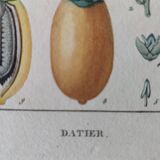 Datier framed botanical engraving by Turpin circa 1800