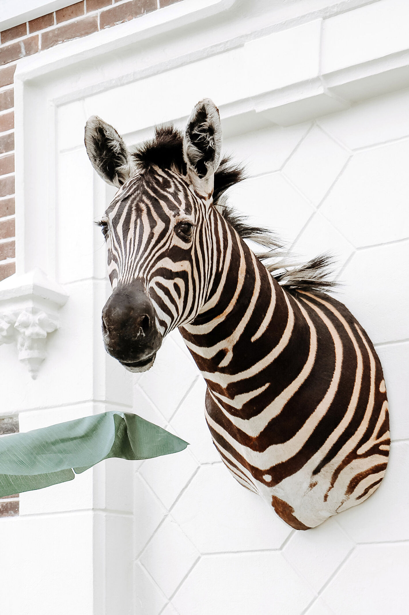 Zebra taxidermy
