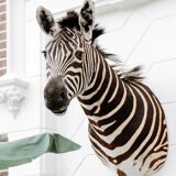 Zebra taxidermy