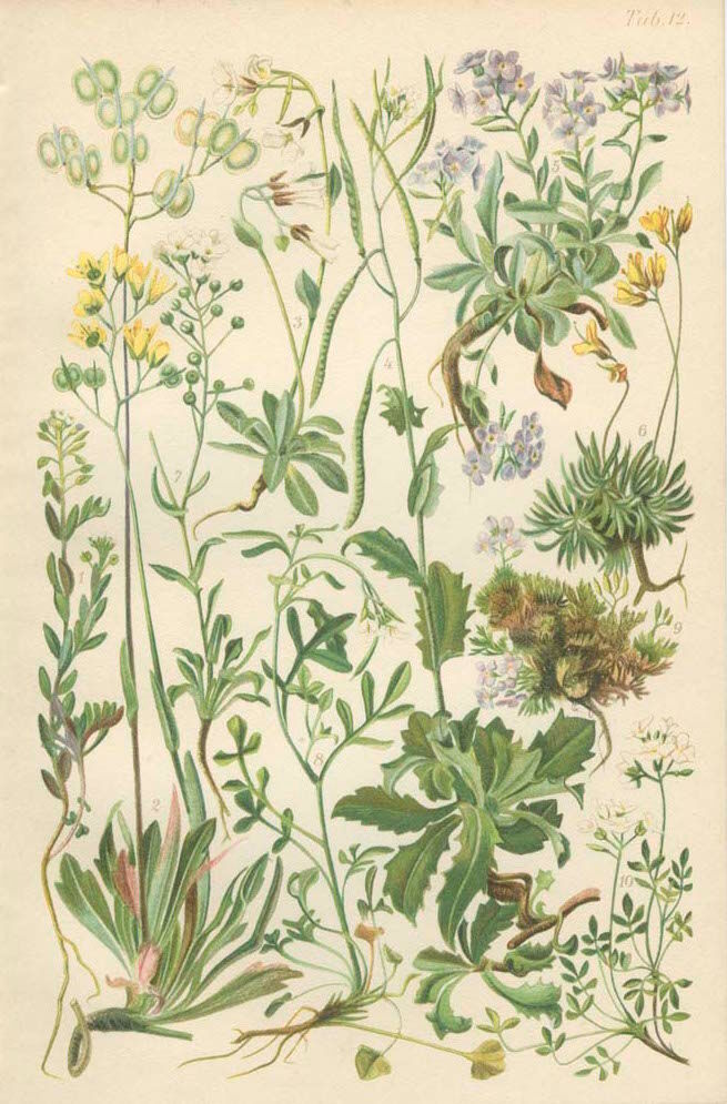 9 Botanical poster, 1906: various plants with alpine cruciferous flowers (Map 12)