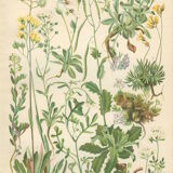 9 Botanical poster, 1906: various plants with alpine cruciferous flowers (Map 12)