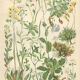 9 Botanical poster, 1906: various plants with alpine cruciferous flowers (Map 12)