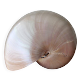 Nautilus Mother-of-pearl shell Nautilus