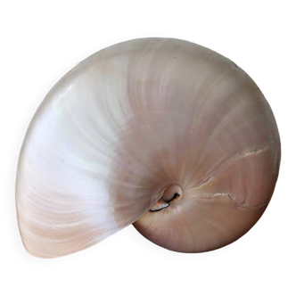 Nautile Nacre coquillage Nautilus