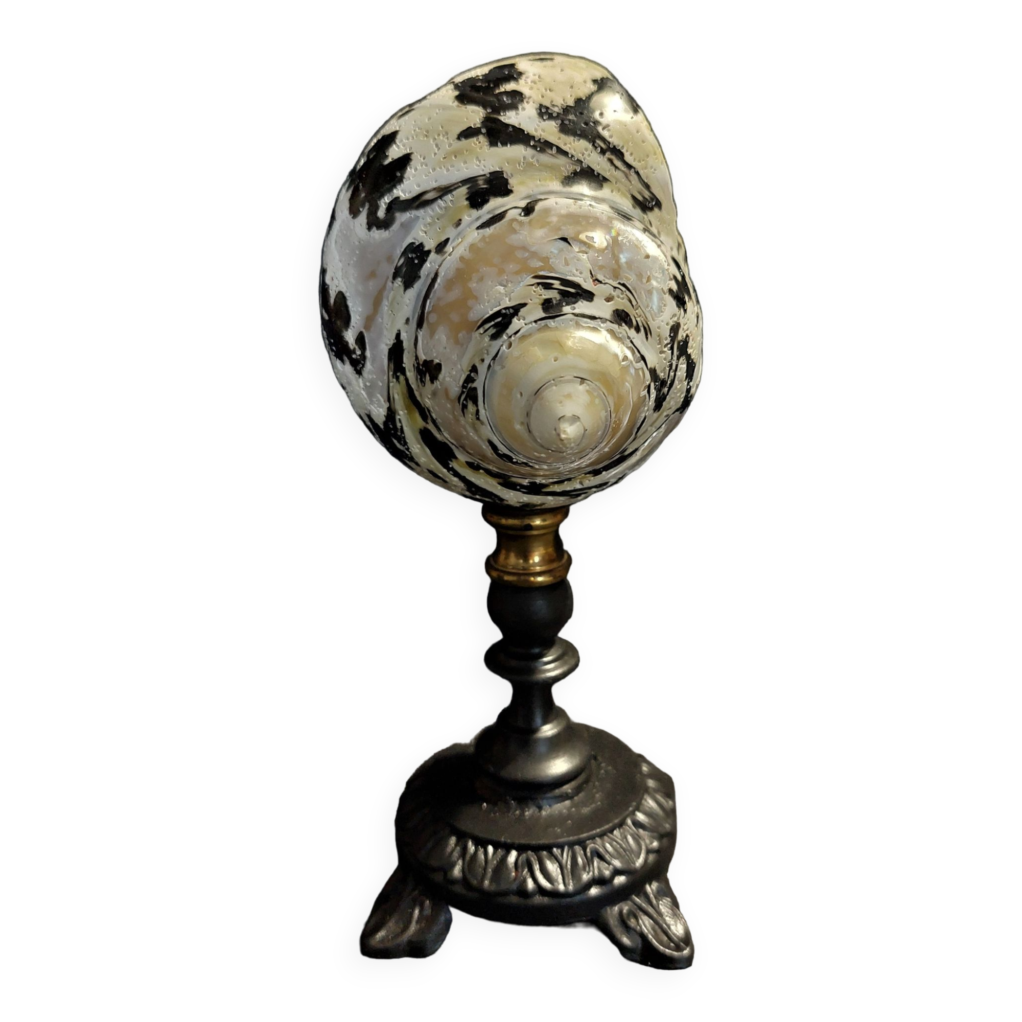 Cabinet of Curiosities cittarium pica shell on base