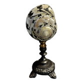 Cabinet of Curiosities cittarium pica shell on base