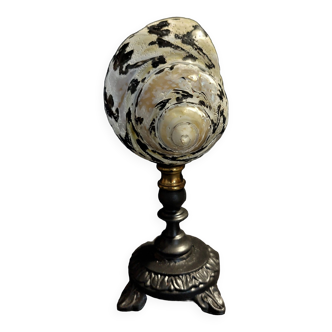 Cabinet of Curiosities cittarium pica shell on base