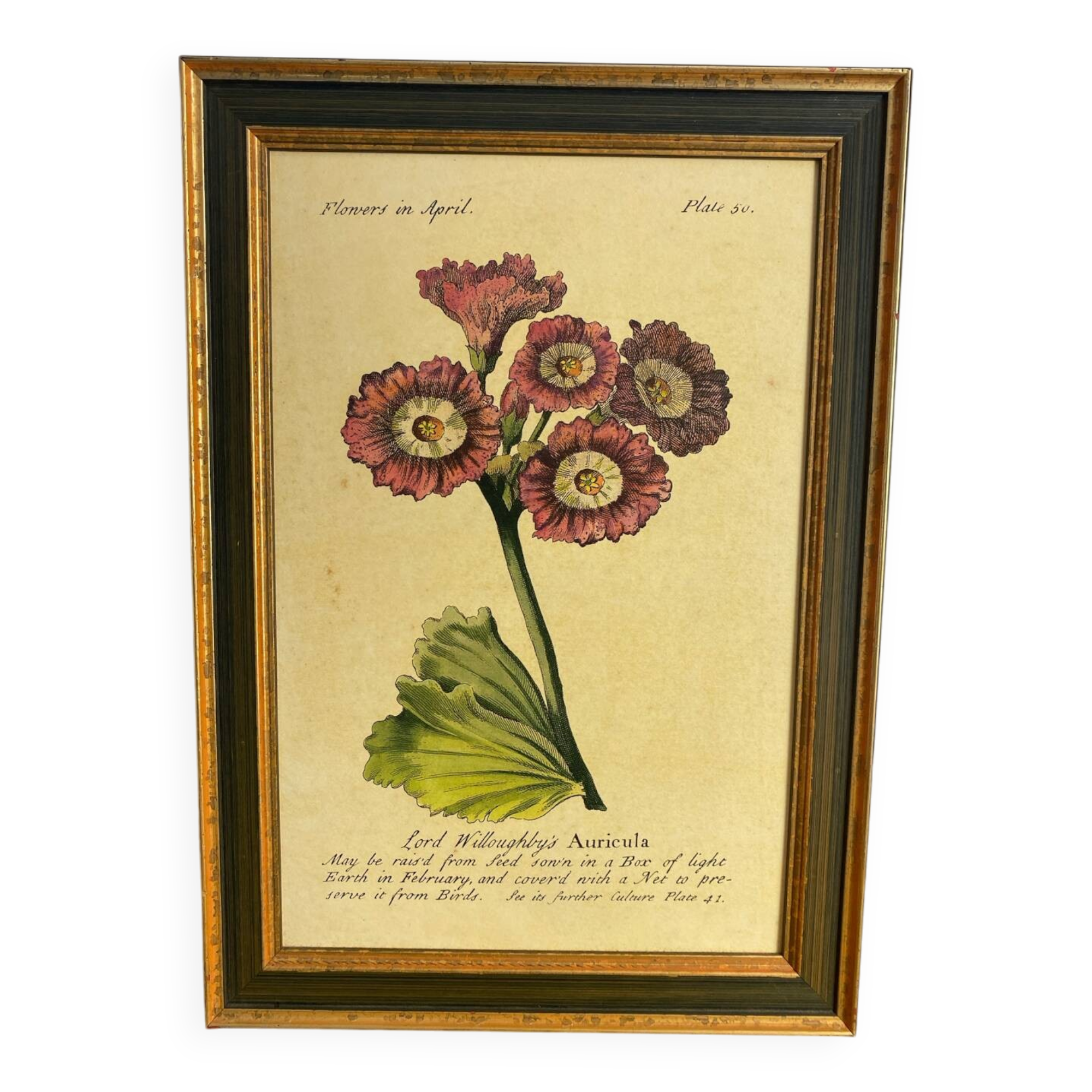 Botanical poster Auricula, after J.Duke