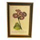 Botanical poster Auricula, after J.Duke