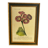 Affiche botanique Auricula, d’après J.Duke