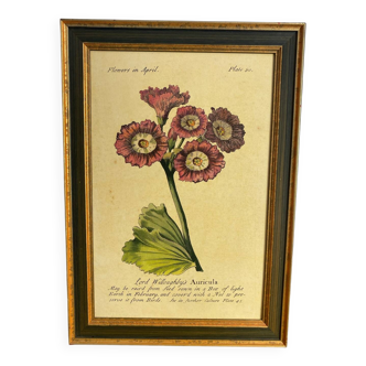 Affiche botanique Auricula, d’après J.Duke