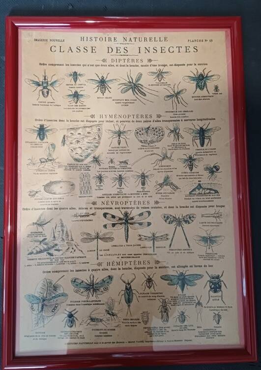Set of educational boards on Natural History "New Imagery"
