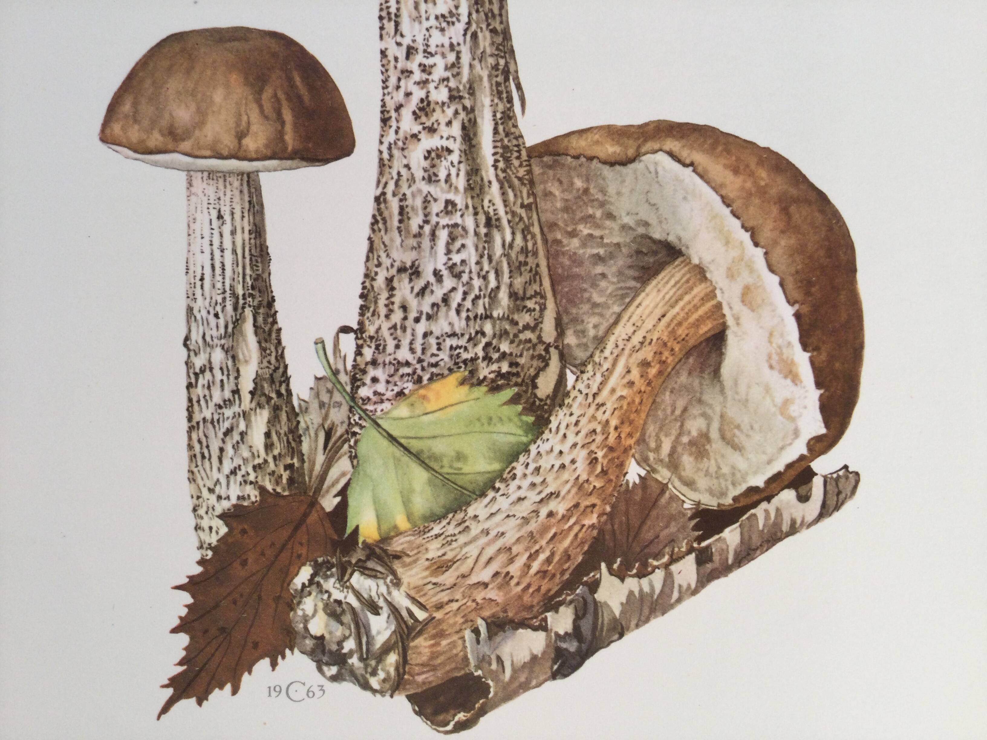 Botanical illustration "mushrooms", 1960s