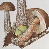 Botanical illustration "mushrooms", 1960s