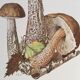 Illustration botanique "champignons", années 60