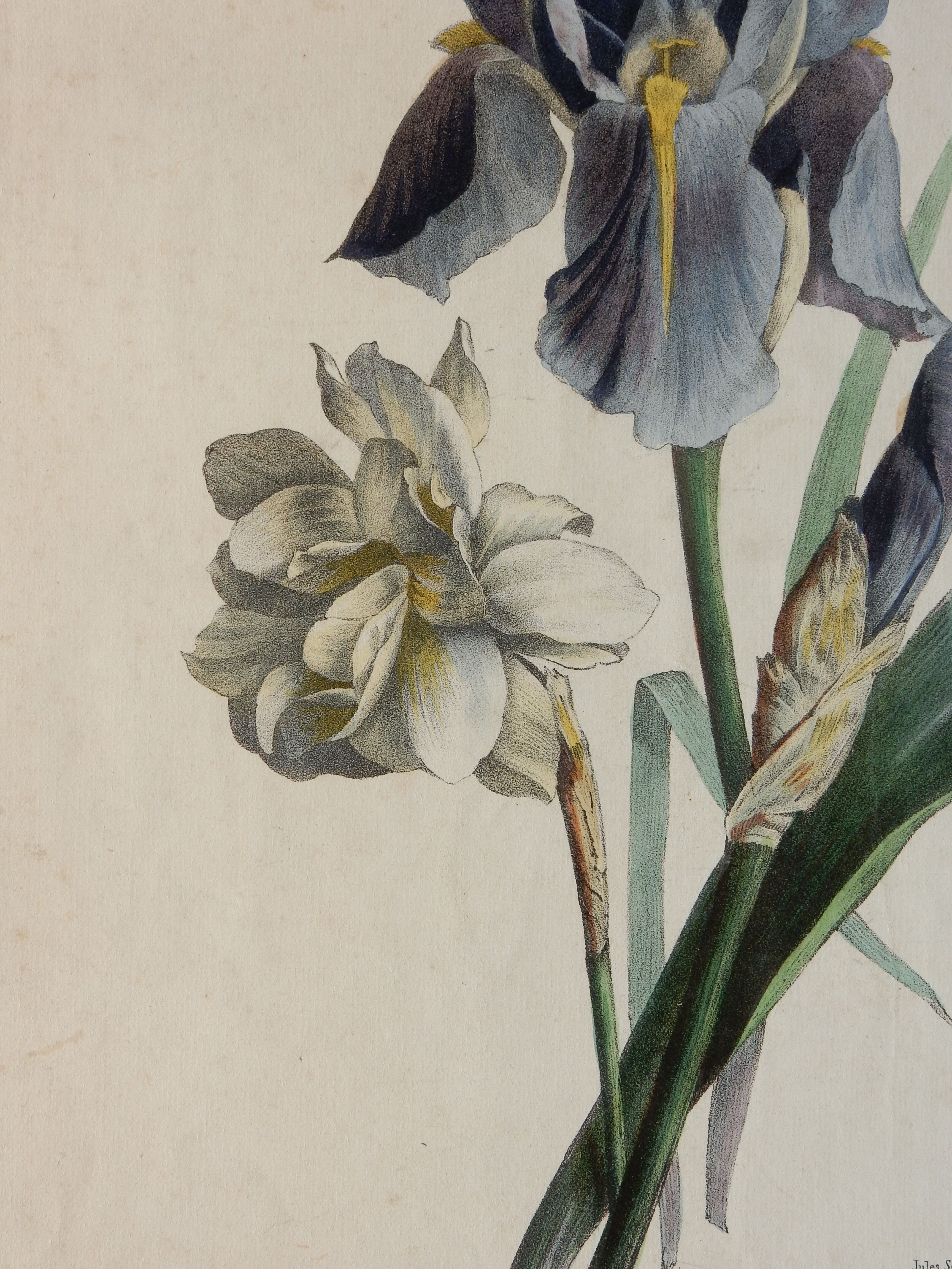 Iris botanical plate of the nineteenth century signed Turgas
