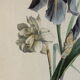 Planche botanique Iris du XIXème siècle signé Turgas