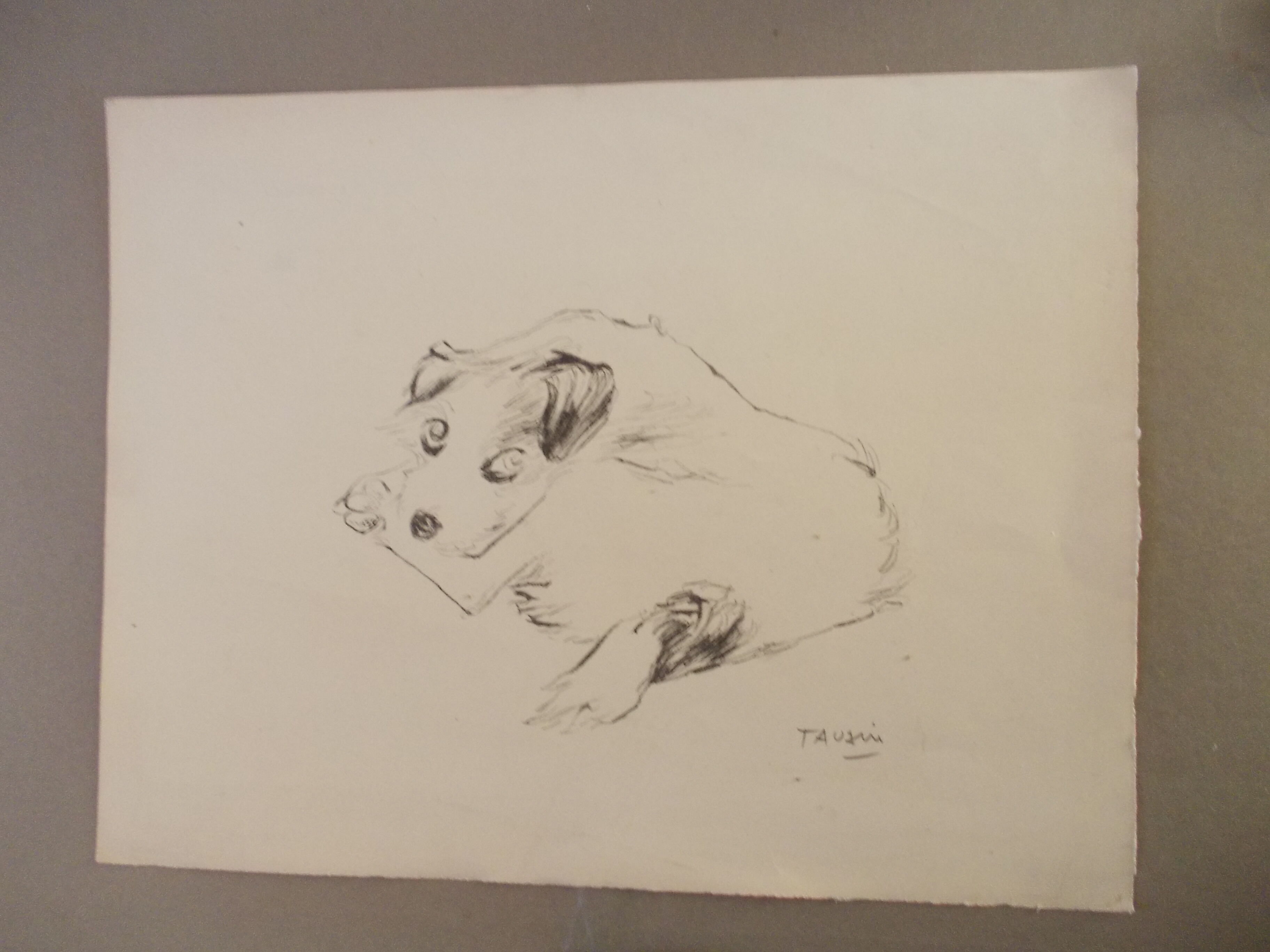 Drawing signed tauzin mario: regard chien au repos, black pencil original 1970s, charcoal