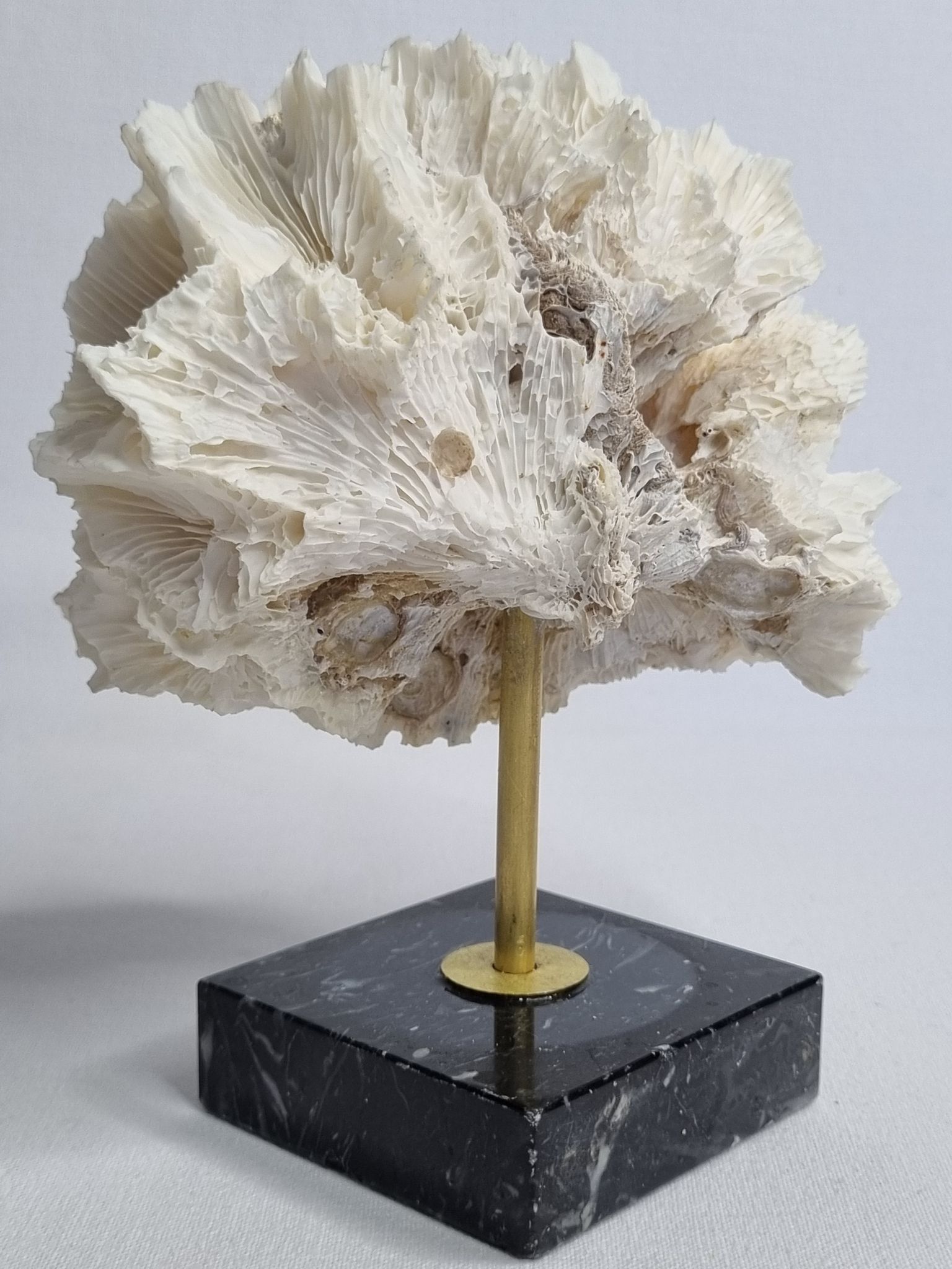 Old white coral on black veined marble base, 16 cm