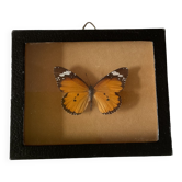 Naturalized butterfly frame taxidermies