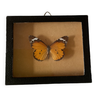 Naturalized butterfly frame taxidermies
