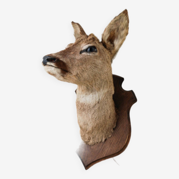 Taxidermy Superb Brocard Trophy, Deer