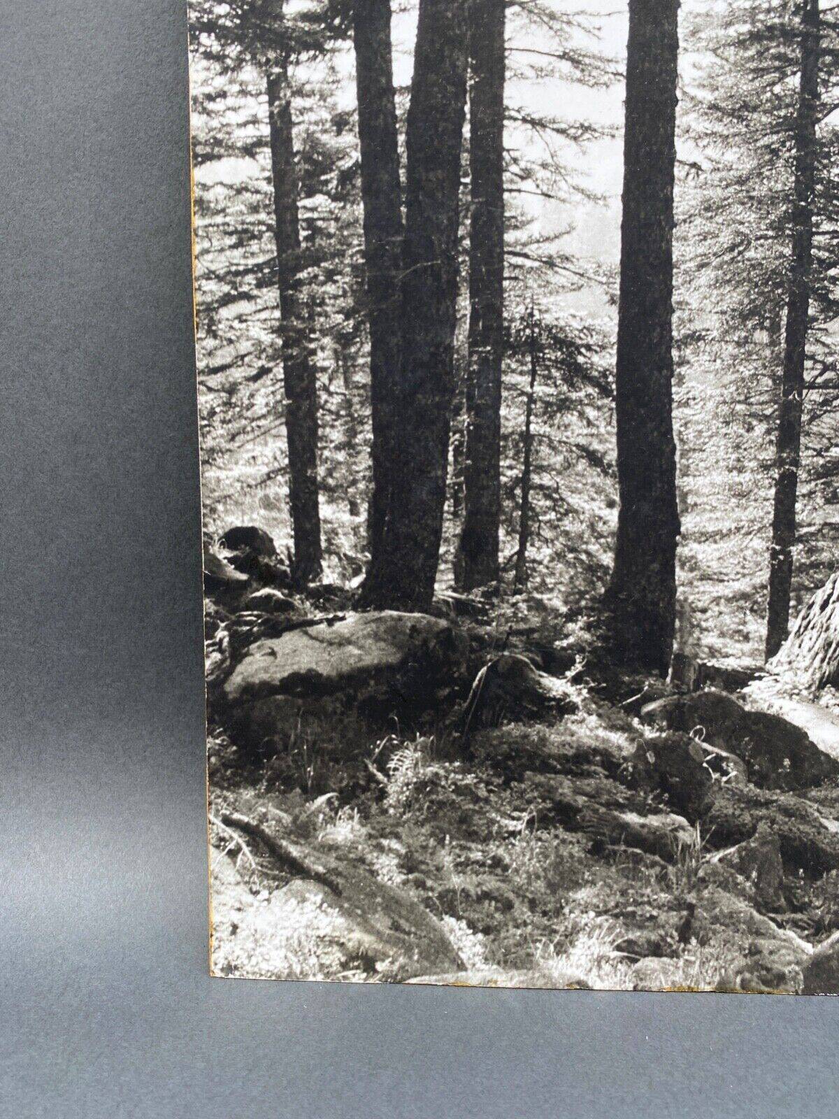 Film photography by Bernard Darot, Sun, Vosges Forest, Nantes Club