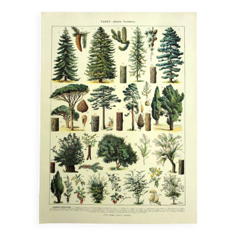 Botanical engraving 1928 A. Millot - Forest 2, forestry, foliage, trees