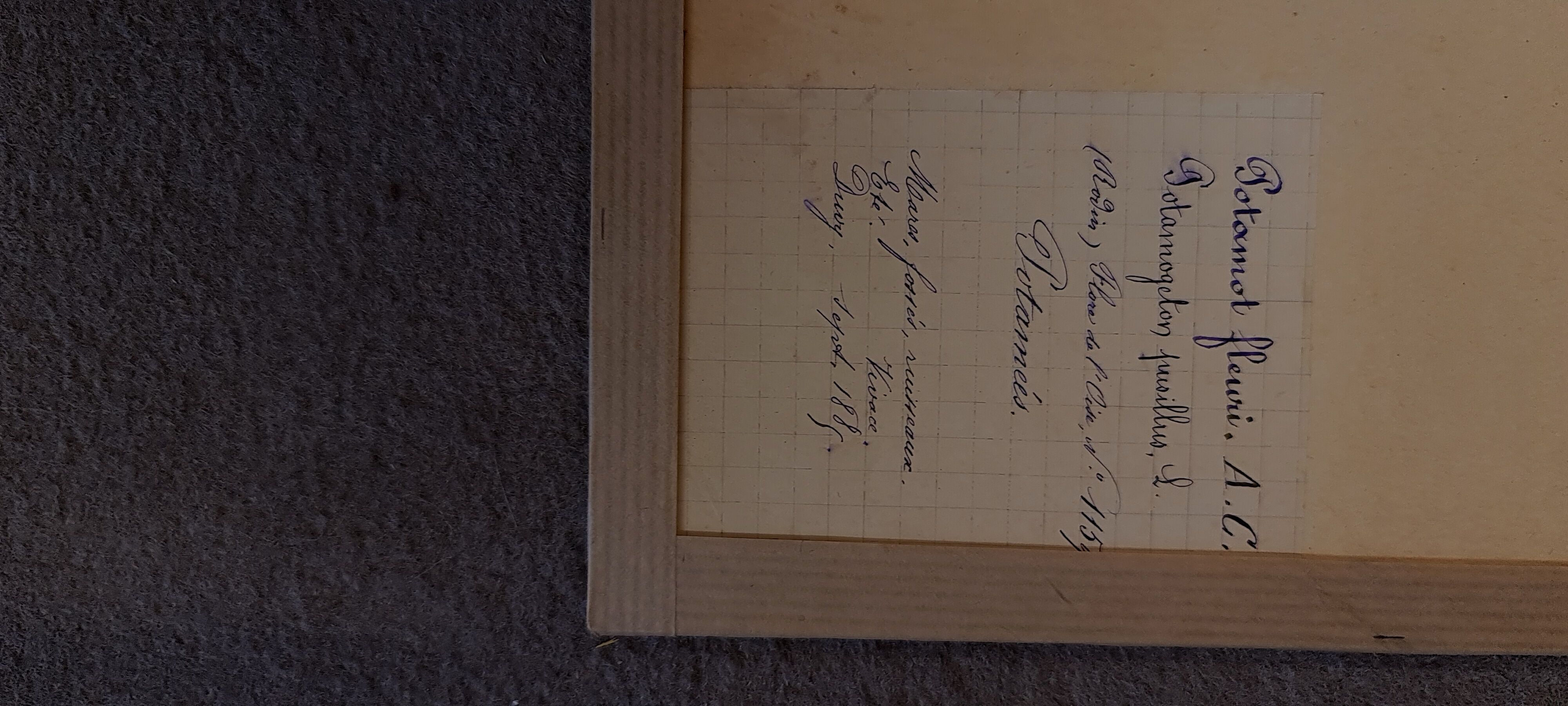 19th herbarium plank