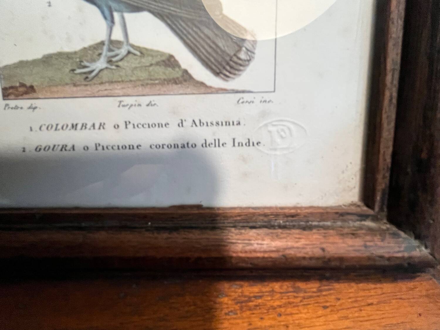 Ornithological engraving