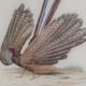 Ornithological Plate Buffon 1838 "the Argus"