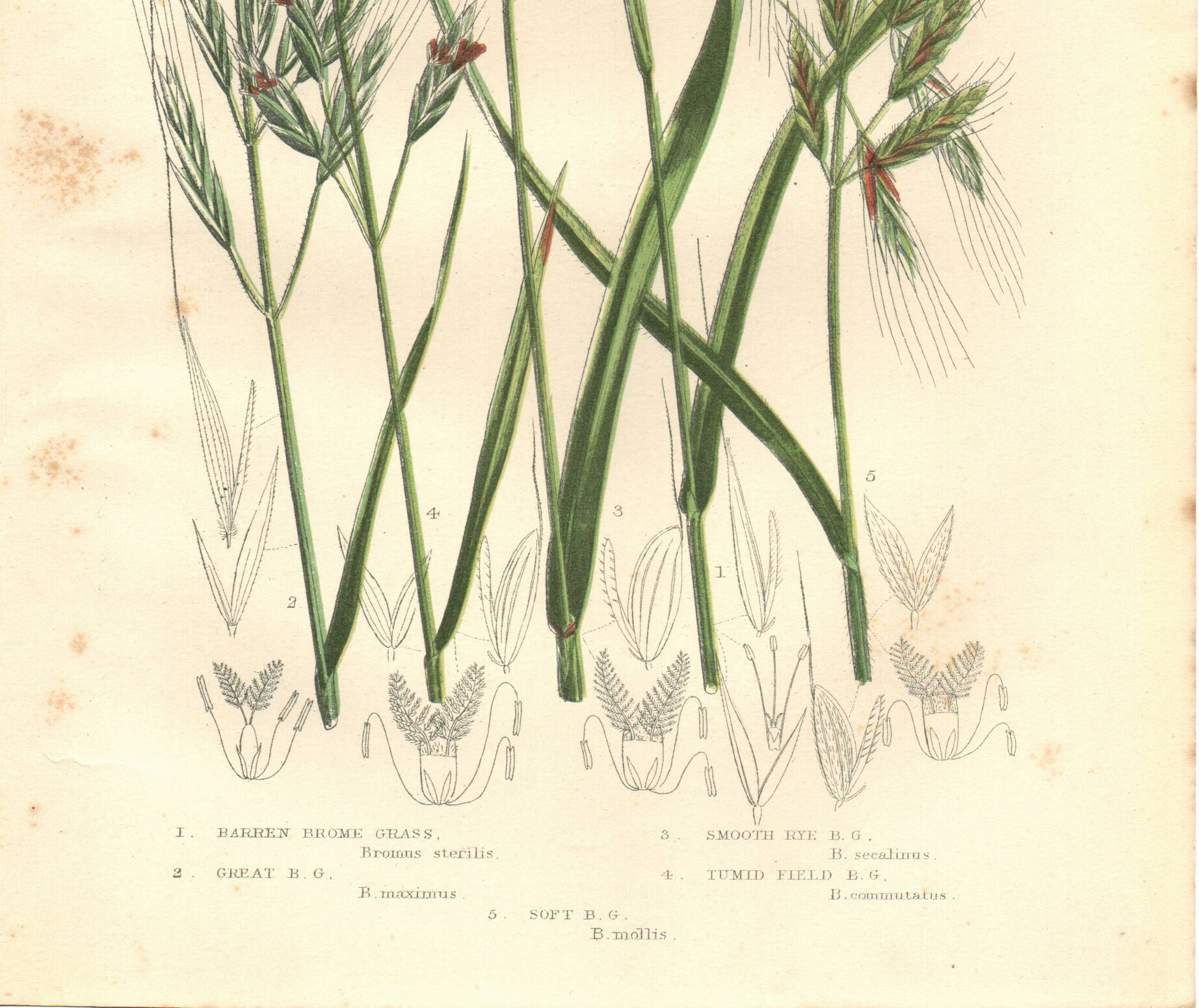 Engraving from 1889 - Large Herbs by A. Pratt - Old Botany